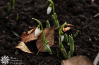 /album/tsvetya-flowers/lightroomed-kokicheta-1-of-1-jpg/